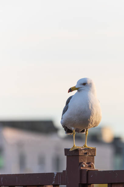 istock A black-tailed gull resting on a railing near the harbor. Larus crassirostris 2002353103