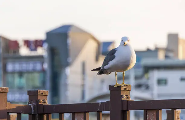 A black-tailed gull resting on a railing near the harbor. Larus crassirostris