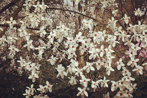 Cream Magnolia tree 'Cecil Nice' In flower