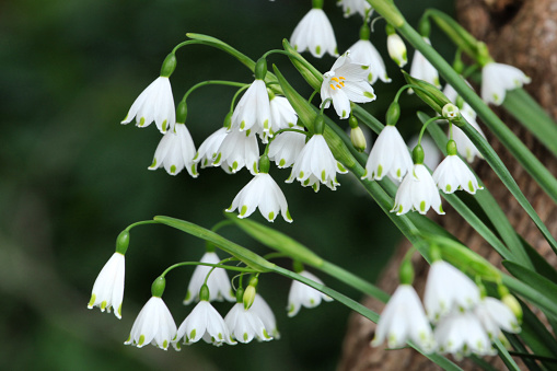 White Summer Snowflake 'Leucojum aestivum' in flower