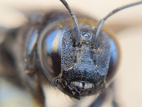 Extreme sharp and detailed study of wasp head on dark background, stacked from many shots into one photo