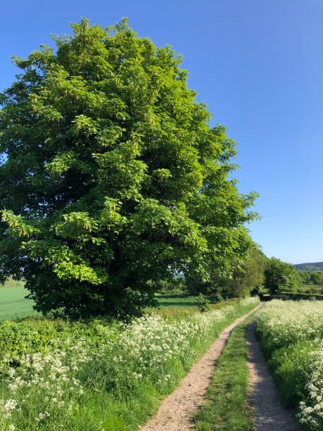 istock Country lane on a sunny summer day in Masham 2002360845