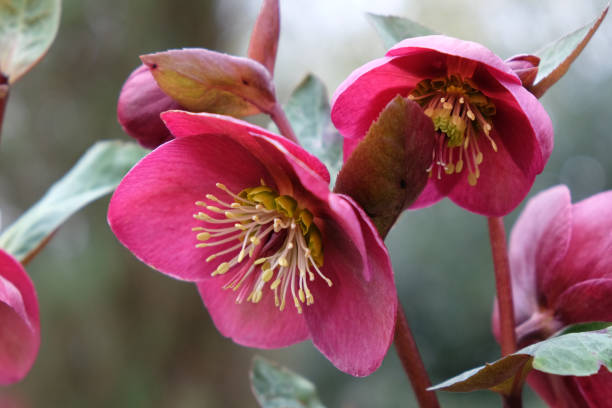 istock Helleborus, or Hellebores Annas Red in flower. 2002361003