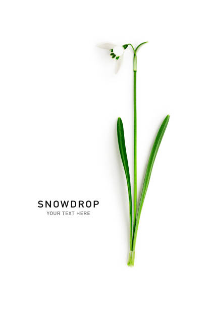 Snowdrop spring first single flower isolated on white background. Hello spring. Creative layout. Top view, flat lay. Design element. Springtime greeting card. Easter holiday concept