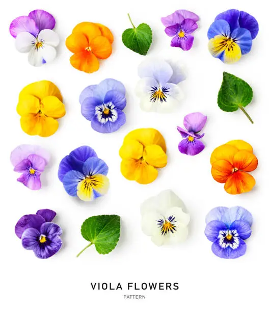 Spring colorful viola pansy flowers pattern isolated on white background Spring colorful viola pansy flowers pattern isolated on white background