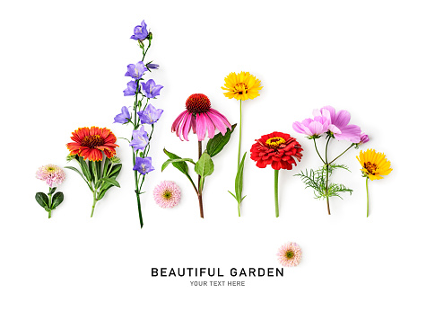 Beautiful summer garden flowers. Cosmos, echinacea, coreopsis, zinnia, chrysanthemum, campanula, daisy flower isolated on white background. Creative layout. Flat lay, top view. Design element
