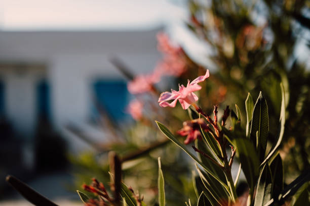 Oleander plant on Serifos island, Greece