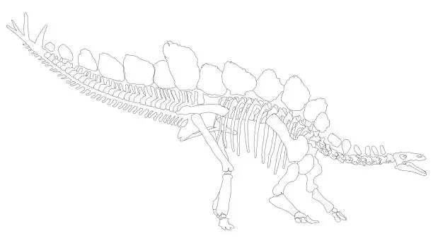 Vector illustration of Stegosaurus skeleton