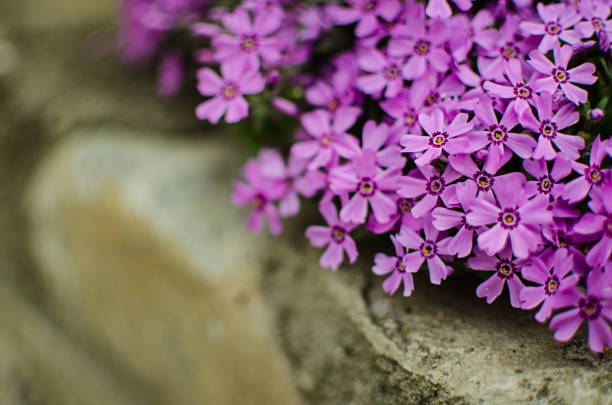 Small phlox flowers for spring garden decoration on a sunny day