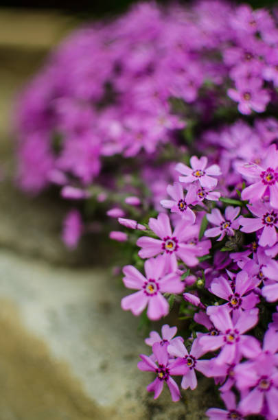 istock Small phlox flowers for spring garden decoration 2002362072