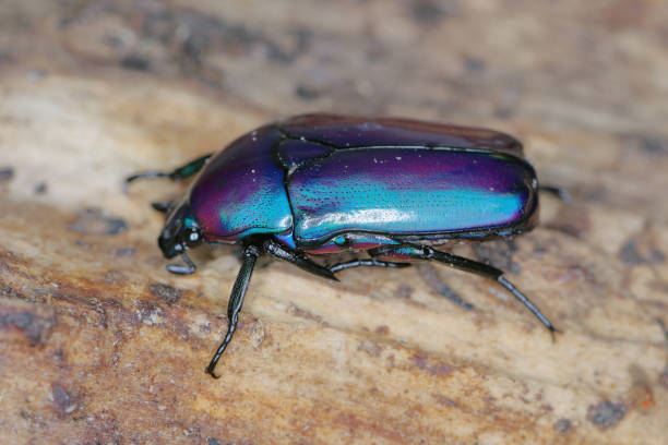istock Rose Chafer, Scarab fruit beetle (Chlorocala africana oertzeni) on deadwood. A beautiful beetle often bred by passionate hobbyists in terrariums. 2002362675