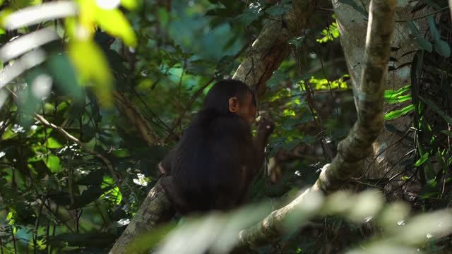 Young chimpanzee resting on tree in lush forest. Wildlife and nature.