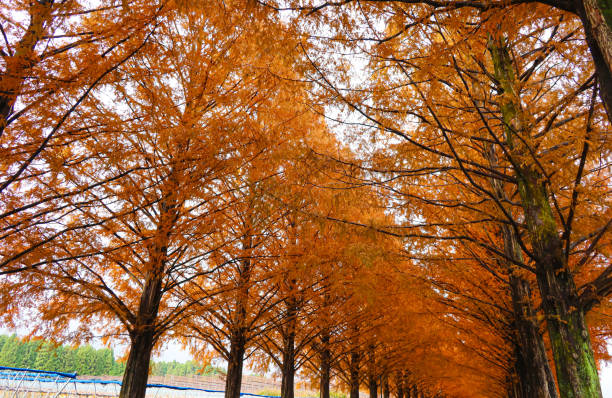 istock Beautiful Dawn Redwood or Metasequoia tree growing in fall. 2002388219