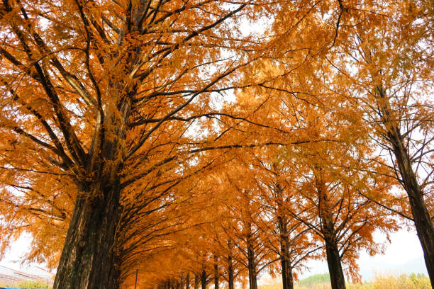 istock Beautiful Dawn Redwood or Metasequoia tree growing in fall. 2002388599