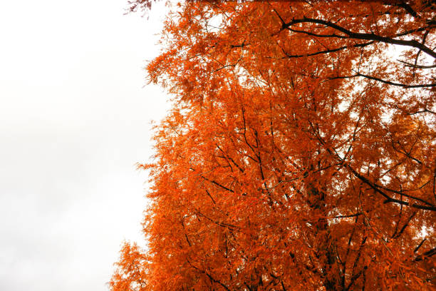 Beautiful Dawn Redwood or Metasequoia tree growing in fall.