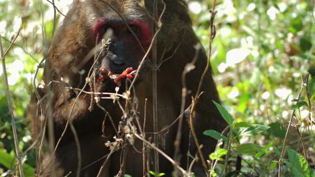 Baboon peeking through foliage in natural habitat. Wildlife and flora.