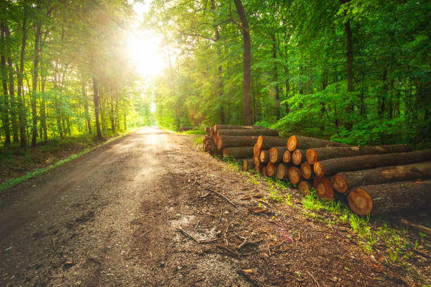 Sun glare over the road in the summer green forest