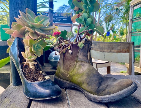 Horizontal still life of succulent potted plants including old word mens boot and black high heel womans shoe with roots flowing out in rural country garden Australia