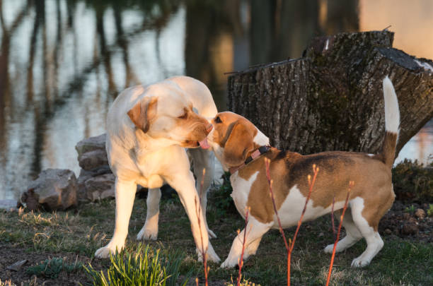 istock golden labrador and little beagle together 2002428488