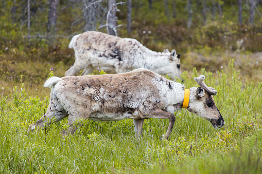 Reindeer grazing in a finnish forest in Lapland, Finland