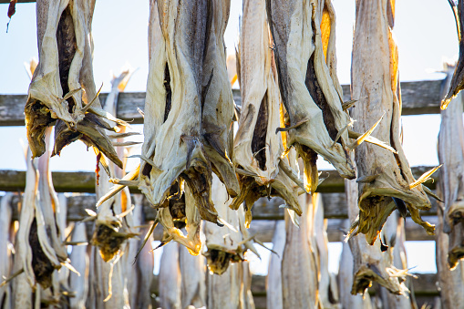 Dry fish hanging on rack in northern Norway
