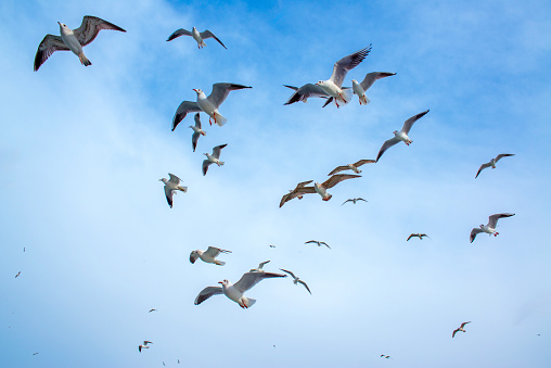 Seagulls Flying in Blue Sky on Sunny Day in Summer at Coney Island Beach in Brooklyn, New York, New York.