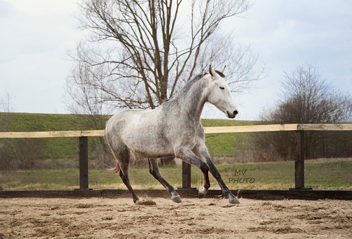 Gray horse galloping in paddock in sand