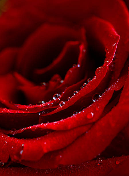 Greeting card for Valentine's Day, red rose macro with water drops