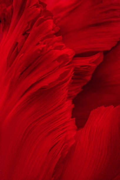 istock Greeting card for Valentine's Day, red tulip close up 2002452100