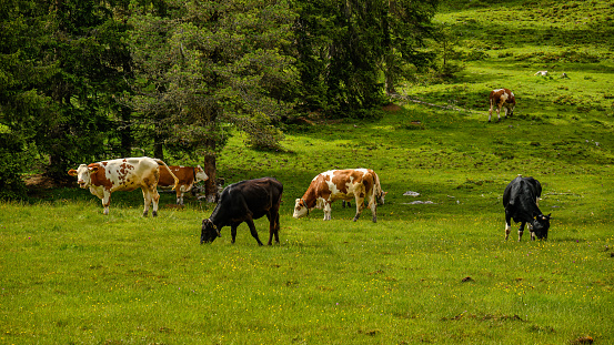 Grazing cattles on a grassy slope of the Italian Dolomites.
