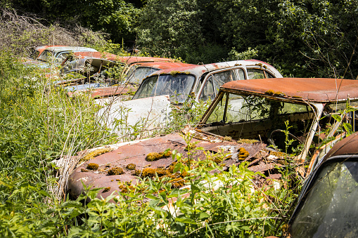 Abandoned classic combustion cars overgrown with plants in a forest