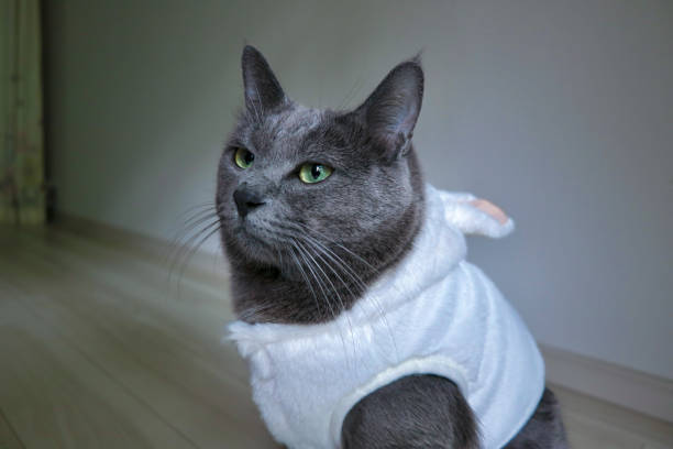 istock cute gray cat wearing a shirt with a close-up face 2002471762