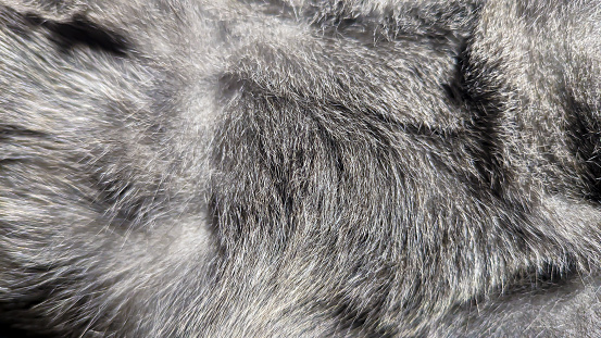 gray fur texture pattern in close-up