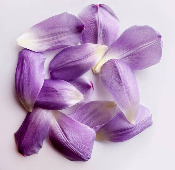 istock bunch of purple petals 2002500397