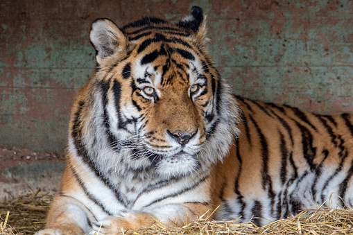 Bengal Tiger, panthera tigris tigris, Cub