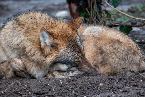 Wolf beim schlafen