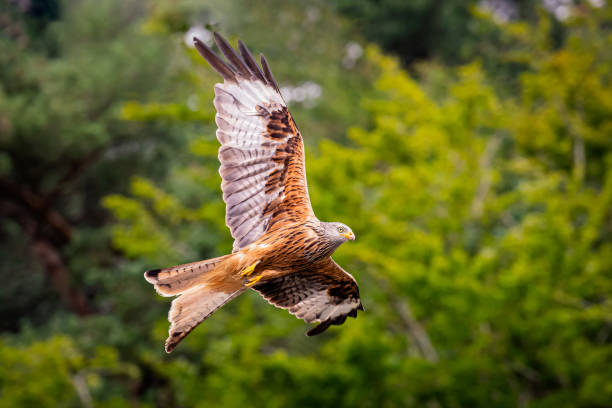 istock Red Kite from Avoca, Wicklow Mountains, Ireland 2002520193