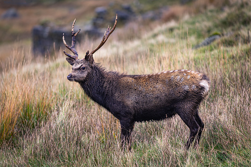Beautiful Deer at Wicklow Mountains, Glendalough, Ireland
