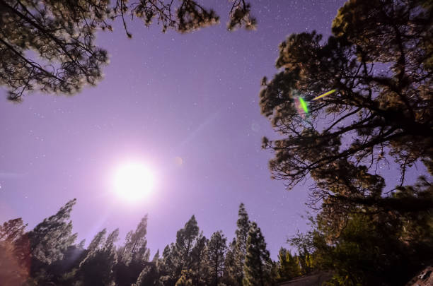 Stars in the Sky at Night over the Trees of a Pine Forest
