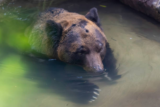 Ezo brown bear dunking its nose in water