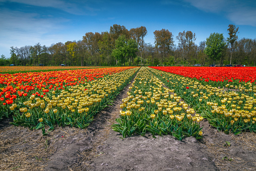 Stunning view with various colorful tulips on the agricultural field. Picturesque plantation with tulip rows near Amsterdam, Netherlands, Europe