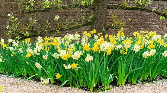 Daffodils grow under a trellised apple tree. Old espalier tree blossoming in spring. A beautiful garden with landscape design in English style.