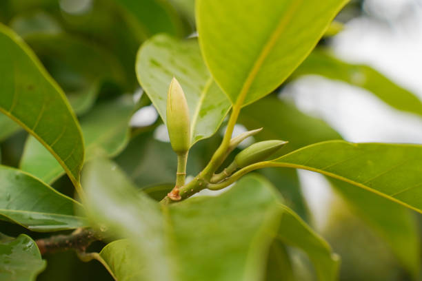 istock White Champaka flower bud against blurred green background 2002570070
