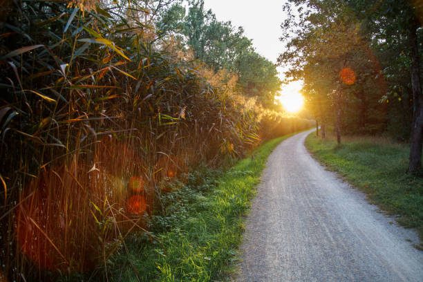 path for a walk among the trees and reeds