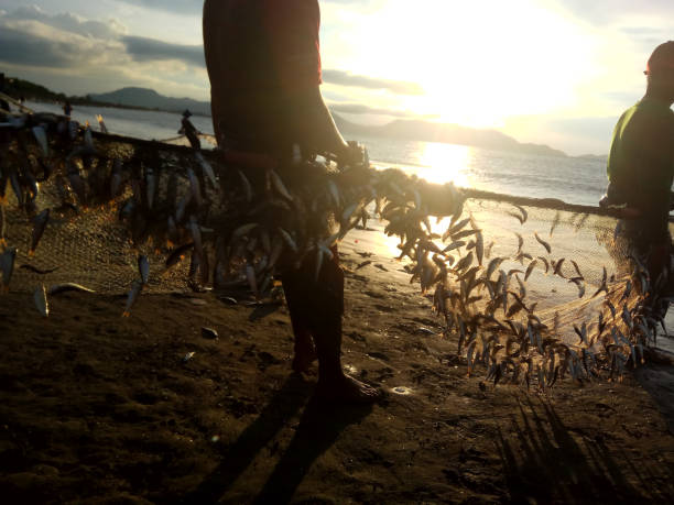 On the coast of Banda Aceh on 11/05/2018. a group of fishermen from the Javanese village skillfully cleaned their nets. Amidst the sunset ambiance, they employed the traditional method of shore seine to catch fish. Their hands moved skillfully and systematically, clearing debris and repairing the nets. The twilight light enhanced their silhouettes, creating a beautiful portrayal of fishermen's lives deeply intertwined with the sea.