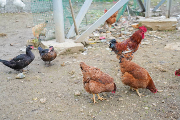 istock Domestic animals - chickens, ducks, roosters standing on a muddy ground 2002598926