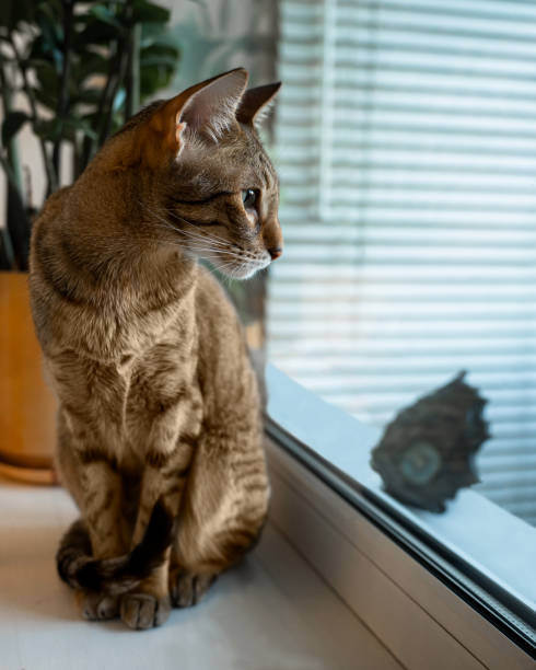 istock A beautiful brown oriental cat sits by the window 2002604763