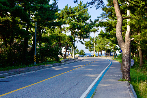 Gangneung City, South Korea - July 29th, 2019: A curving road leading to Geumjin Beach, lined with pine trees overhead and marked by blue and white lines for a bike path beside the vehicle road, on a sunny day.