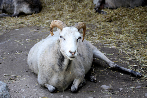 A sheep being lazy