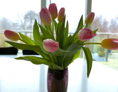 Peach tulips in burgundy vase